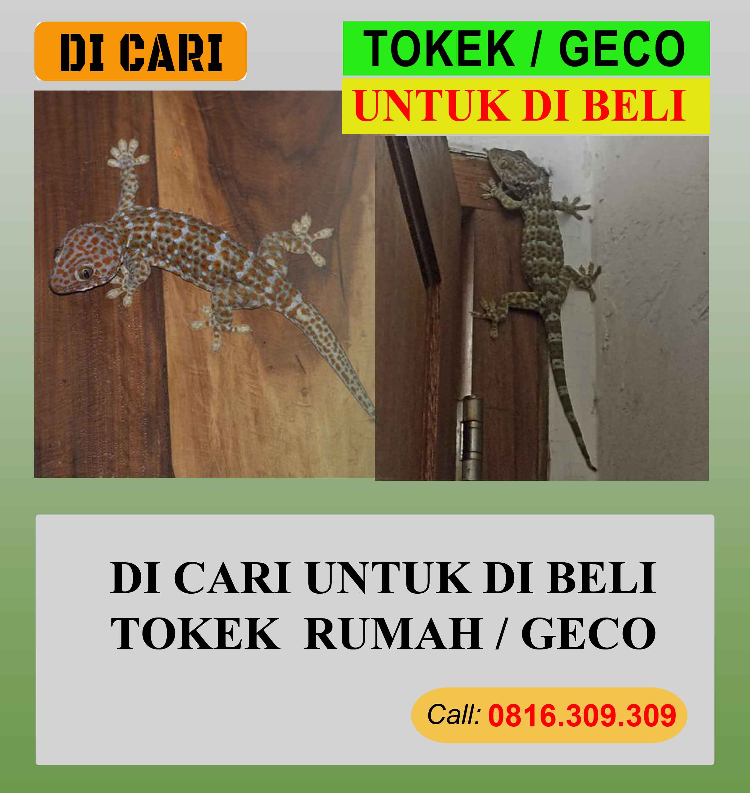 di cari untuk di beli tokek rumah / geco